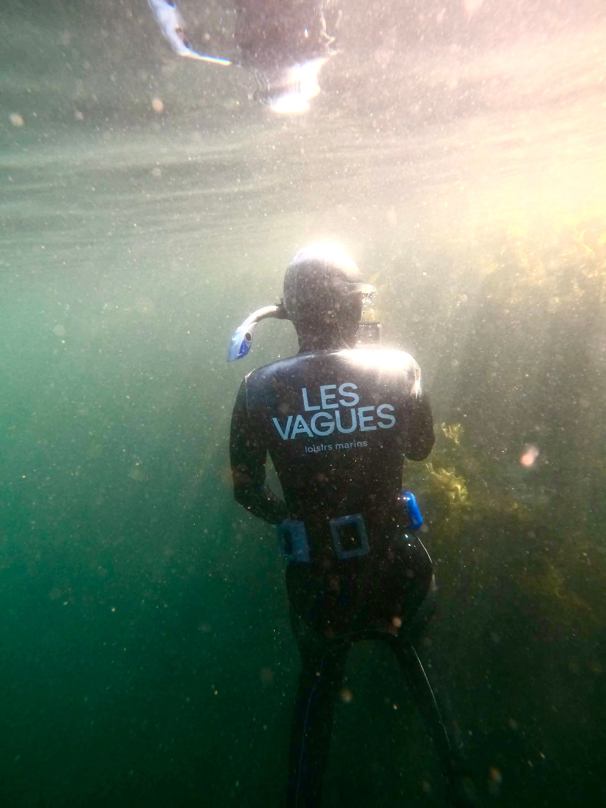 Laminaire et étoile de mer