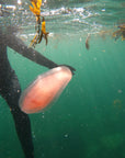 Exploration Petite et Grosse îles Marteaux