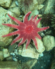 Exploration Petite et Grosse îles Marteaux